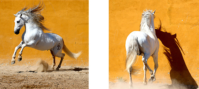 Horses photography